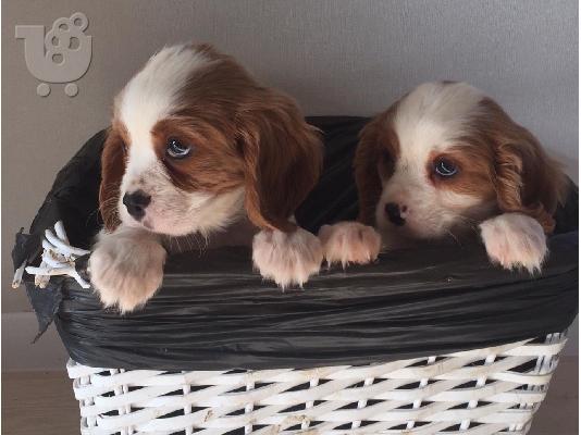PoulaTo: Χαριτωμένα και λατρευτά κουτάβια Cavalier King Charles Spaniel προς πώληση